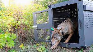 G.T. Humanists Meeting: The Wolves of Isle Royale